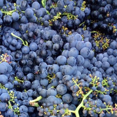 Portuguese varieties at their best Portuguese varieties at their best